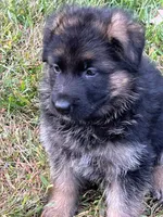 Dissell, a male German Shepherd Dog for sale in Russell, MA – 1 of 6