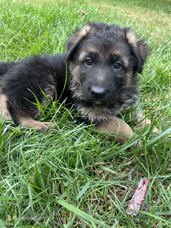 Nikki – German Shepherd Dog puppy for sale in Russell, MA