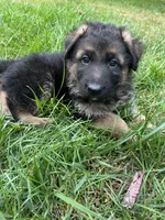 Nikki, a female German Shepherd Dog for sale in Russell, MA – 1 of 5