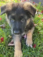 Alpha, a female German Shepherd Dog for sale in Russell, MA – 4 of 7