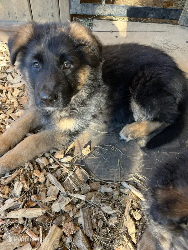Nikki – German Shepherd Dog puppy for sale in Russell, MA