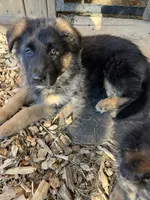 Nikki, a female German Shepherd Dog for sale in Russell, MA – 3 of 7