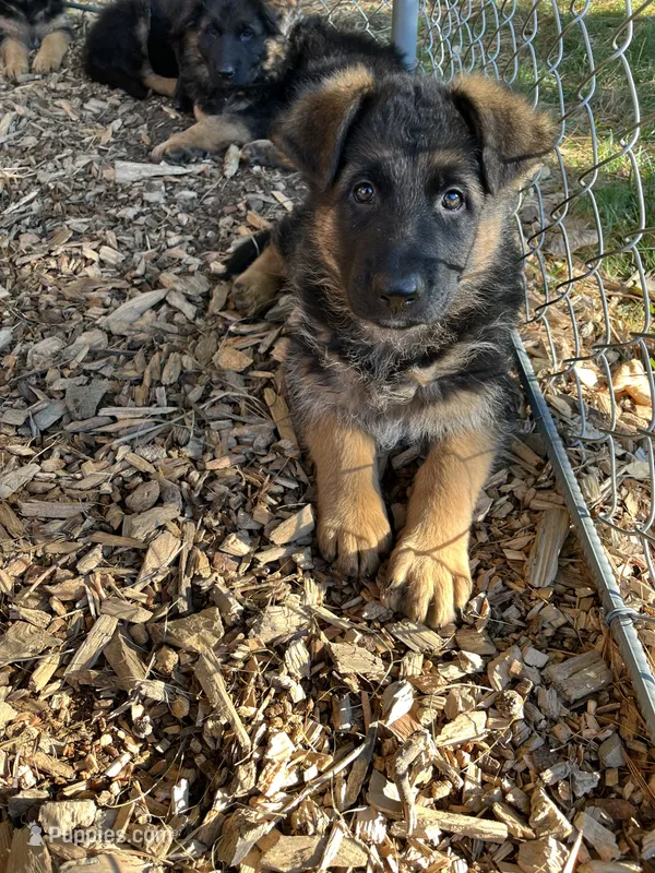 Nikki – German Shepherd Dog puppy for sale in Russell, MA