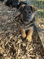 Nikki, a female German Shepherd Dog for sale in Russell, MA – 1 of 7
