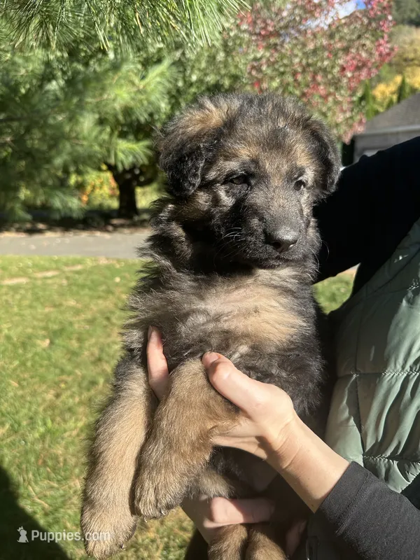 Gerda – German Shepherd Dog puppy for sale in Russell, MA