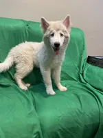 Avery , a female Alaskan Malamute and Alaskan Husky for sale in Phoenix, AZ – 2 of 6