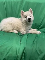Rowan , a male Alaskan Malamute and Siberian Husky for sale in Phoenix, AZ – 4 of 4