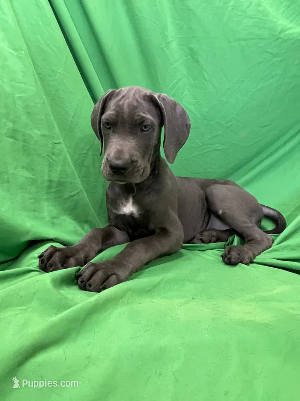 Bubba  – Cane Corso puppy for sale in Phoenix, AZ