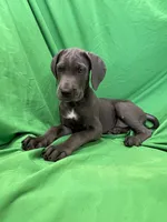 Bubba , a male Cane Corso for sale in Phoenix, AZ – 1 of 4