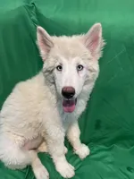 Avery , a female Alaskan Malamute and Alaskan Husky for sale in Phoenix, AZ – 5 of 6
