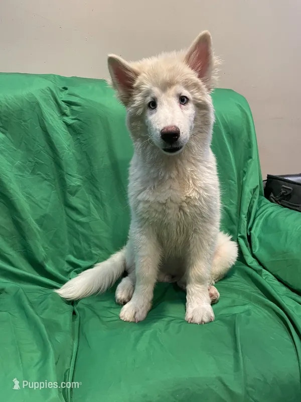 Avery  – Alaskan Malamute, Alaskan Husky puppy for sale in Phoenix, AZ