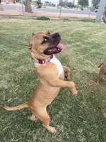 Dutch , a male American Bulldog and Staffordshire Bull Terrier for sale in Phoenix, AZ – 6 of 6