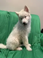 Rowan , a male Alaskan Malamute and Siberian Husky for sale in Phoenix, AZ – 3 of 4