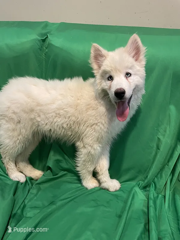 Rowan  – Alaskan Malamute, Siberian Husky puppy for sale in Phoenix, AZ