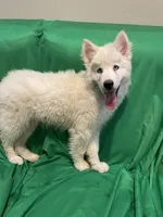 Rowan , a male Alaskan Malamute and Siberian Husky for sale in Phoenix, AZ – 1 of 4