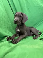Bubba , a male Cane Corso for sale in Phoenix, AZ – 4 of 4