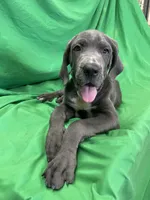 Shaggy , a male Cane Corso for sale in Phoenix, AZ – 2 of 6