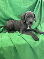Aspen , a female Cane Corso for sale in Phoenix, AZ – 4 of 4
