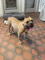 Dutch , a male American Bulldog and Staffordshire Bull Terrier for sale in Phoenix, AZ – 1 of 6