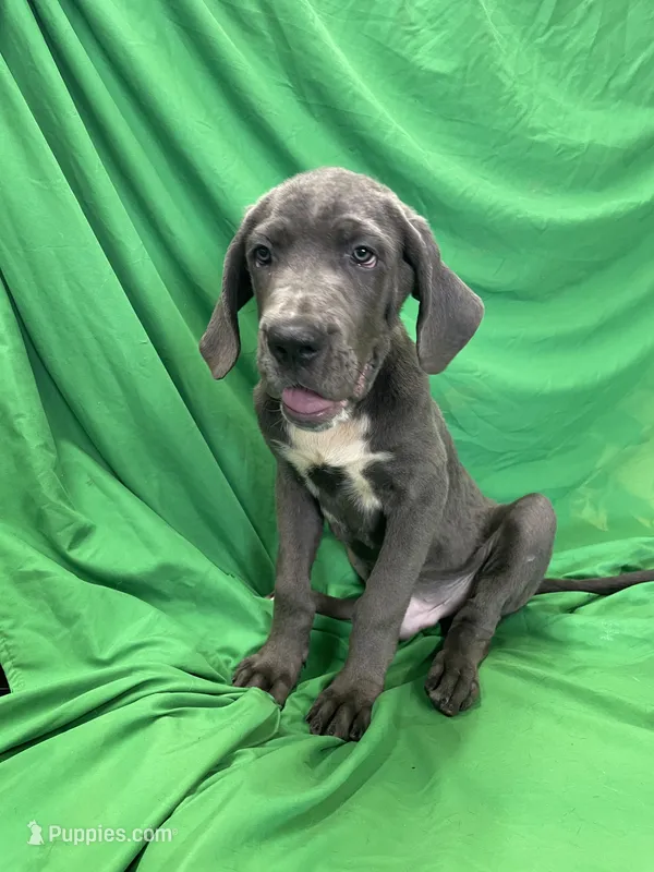 Shaggy  – Cane Corso puppy for sale in Phoenix, AZ