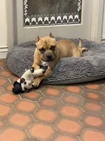 Dutch , a male American Bulldog and Staffordshire Bull Terrier for sale in Phoenix, AZ – 4 of 6