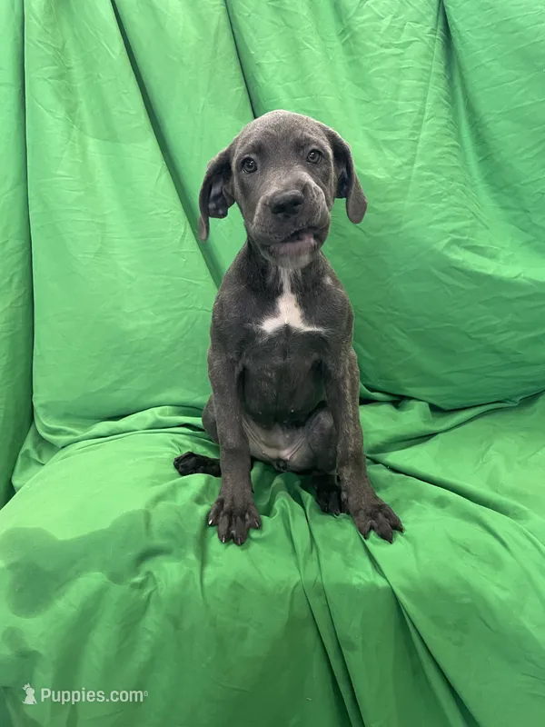 Aspen  – Cane Corso puppy for sale in Phoenix, AZ