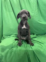 Aspen , a female Cane Corso for sale in Phoenix, AZ – 1 of 4