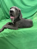 Shaggy , a male Cane Corso for sale in Phoenix, AZ – 3 of 6