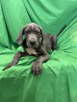 Shaggy , a male Cane Corso for sale in Phoenix, AZ – 4 of 6