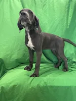 Ivory, a female Cane Corso for sale in Phoenix, AZ – 3 of 4
