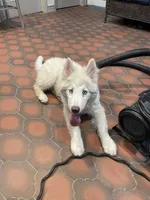 Avery , a female Alaskan Malamute and Alaskan Husky for sale in Phoenix, AZ – 3 of 6