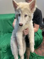 Avery , a female Alaskan Malamute and Alaskan Husky for sale in Phoenix, AZ – 6 of 6