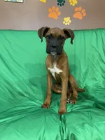 Rocky , a male Boxer for sale in Phoenix, AZ – 4 of 5
