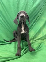 Echo, a female Cane Corso for sale in Phoenix, AZ – 3 of 3