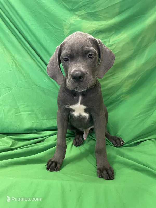 Ash – Cane Corso puppy for sale in Phoenix, AZ