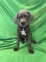 Ash, a male Cane Corso for sale in Phoenix, AZ – 1 of 4