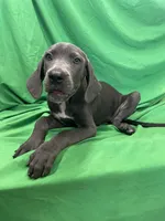 Echo, a female Cane Corso for sale in Phoenix, AZ – 2 of 3