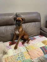 Rocky , a male Boxer for sale in Phoenix, AZ – 2 of 5