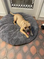 Dutch , a male American Bulldog and Staffordshire Bull Terrier for sale in Phoenix, AZ – 5 of 6