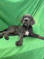 Ash, a male Cane Corso for sale in Phoenix, AZ – 2 of 4