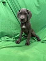 Bubba , a male Cane Corso for sale in Phoenix, AZ – 3 of 4