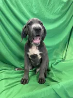 Shaggy , a male Cane Corso for sale in Phoenix, AZ – 5 of 6