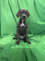 Aspen , a female Cane Corso for sale in Phoenix, AZ – 2 of 4