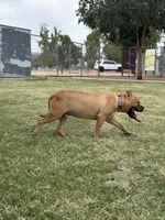 Dutch , a male American Bulldog and Staffordshire Bull Terrier for sale in Phoenix, AZ – 2 of 6