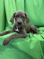 Aspen , a female Cane Corso for sale in Phoenix, AZ – 3 of 4