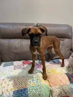 Rocky , a male Boxer for sale in Phoenix, AZ – 3 of 5