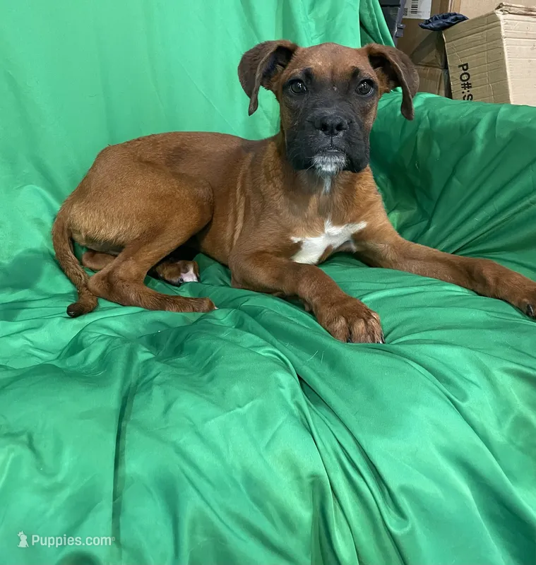 Rocky  – Boxer puppy for sale in Phoenix, AZ