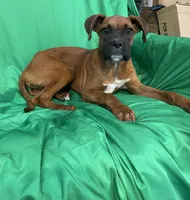 Rocky , a male Boxer for sale in Phoenix, AZ – 1 of 5