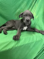 Ash, a male Cane Corso for sale in Phoenix, AZ – 4 of 4