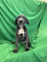 Shaggy , a male Cane Corso for sale in Phoenix, AZ – 6 of 6